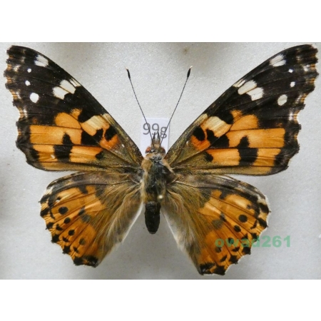 Vanessa cardui (Linnaeus, 1758) Rusałka osetnik Poland99g
